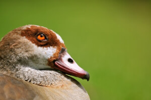 Goose close up