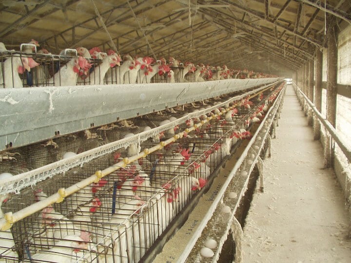Chickens in battery cages