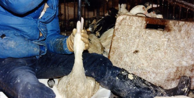 Cruelty has been exposed in foie gras video and pictures