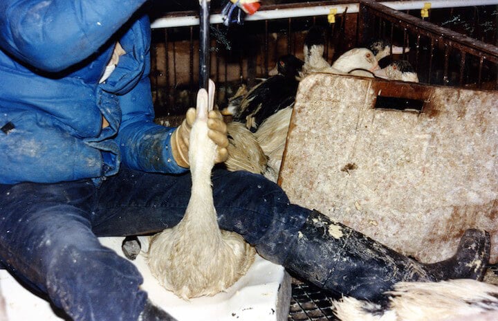 Cruelty has been exposed in foie gras video and pictures