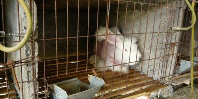 An angora rabbit sits in a cage after having his/her fur plucked.