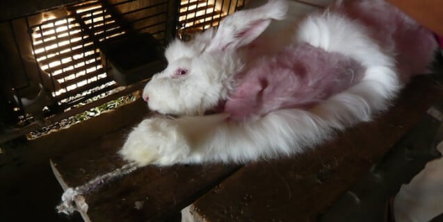 Angora rabbit investigation