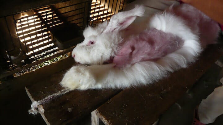 Angora rabbit investigation