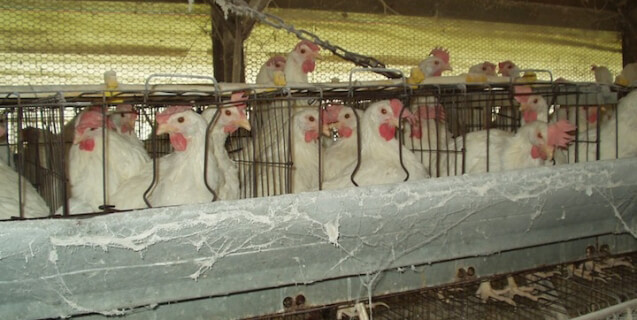 Hens in battery cages.