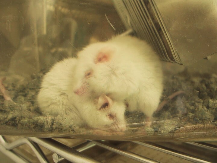 Mice and Rats Endure 'Cold Stress' in Standard Labs | PETA