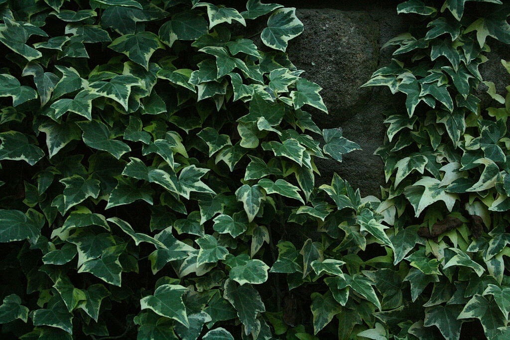 2008-06-24 Hedera helix 2