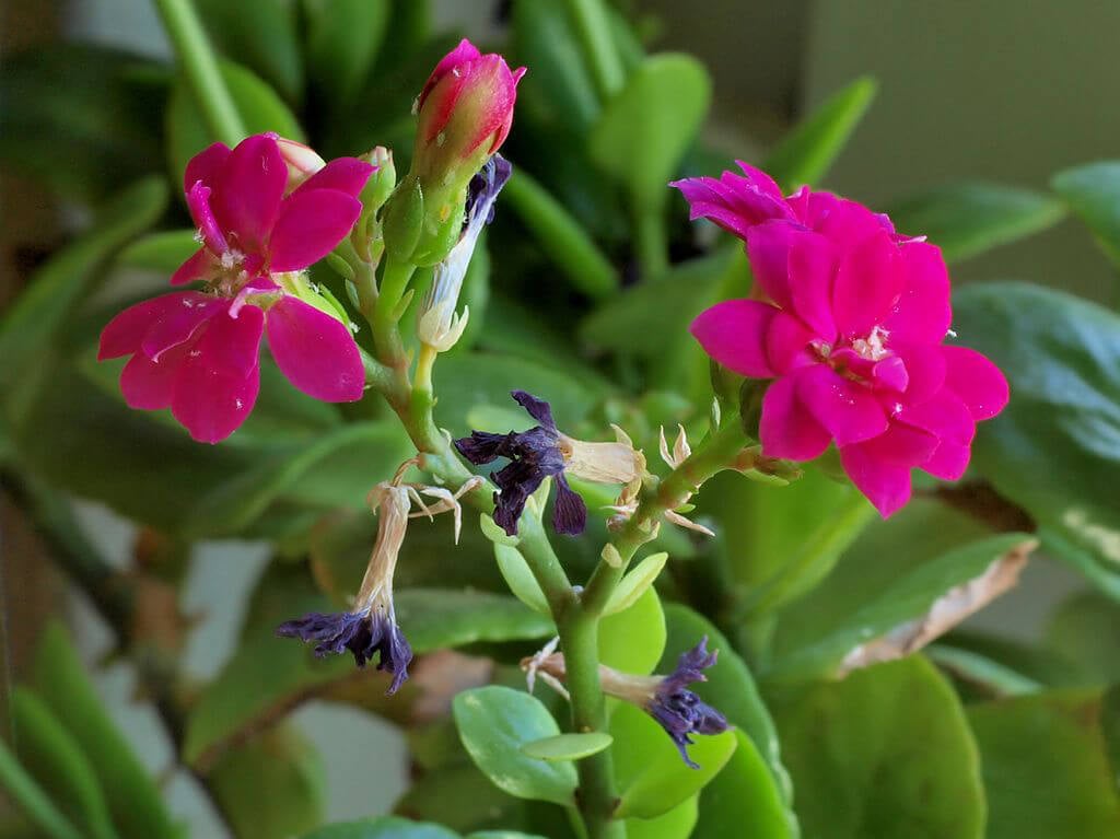 Kalanchoe arborescens 12