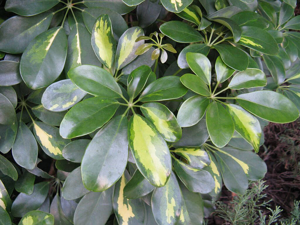 Schefflera arboricola 'Hong_Kong'