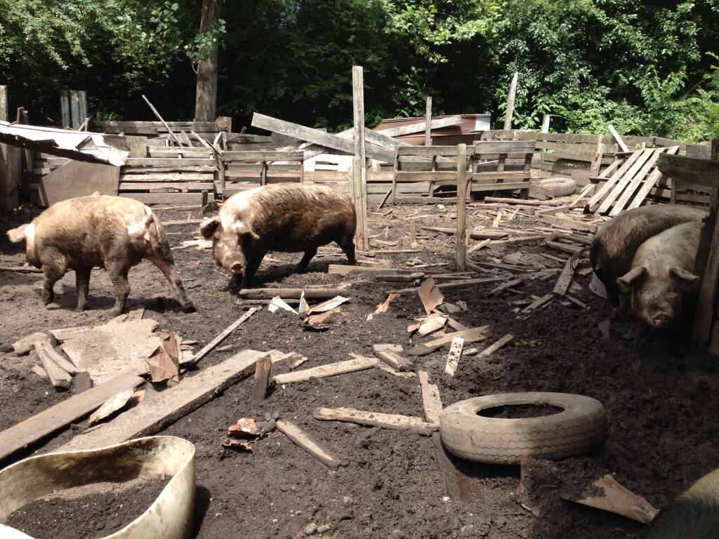 Pigs in Filthy Pen