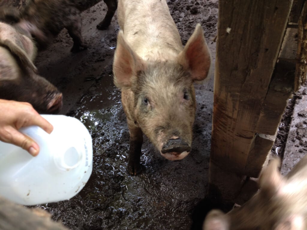 Pigs in Filthy Enclosure