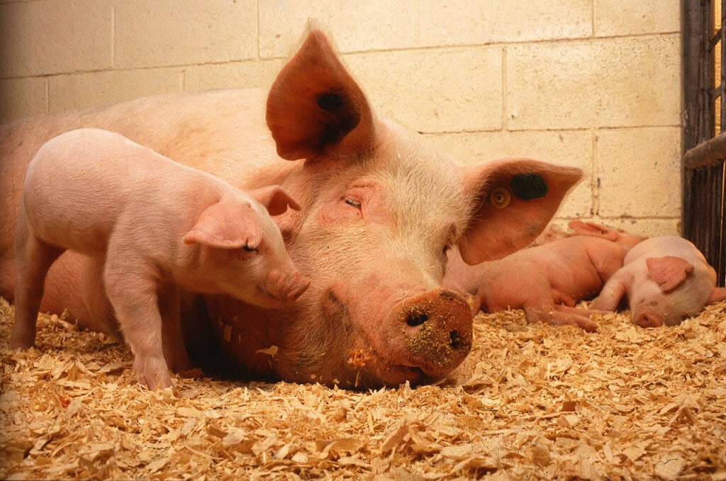 Sleeping Mother Pig With Her Piglets