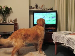 Dog Watching TV