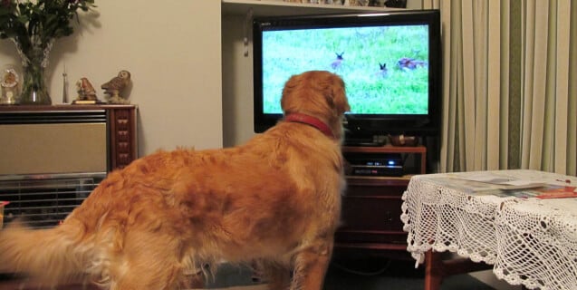 Dog Watching TV