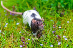 Mouse in grass