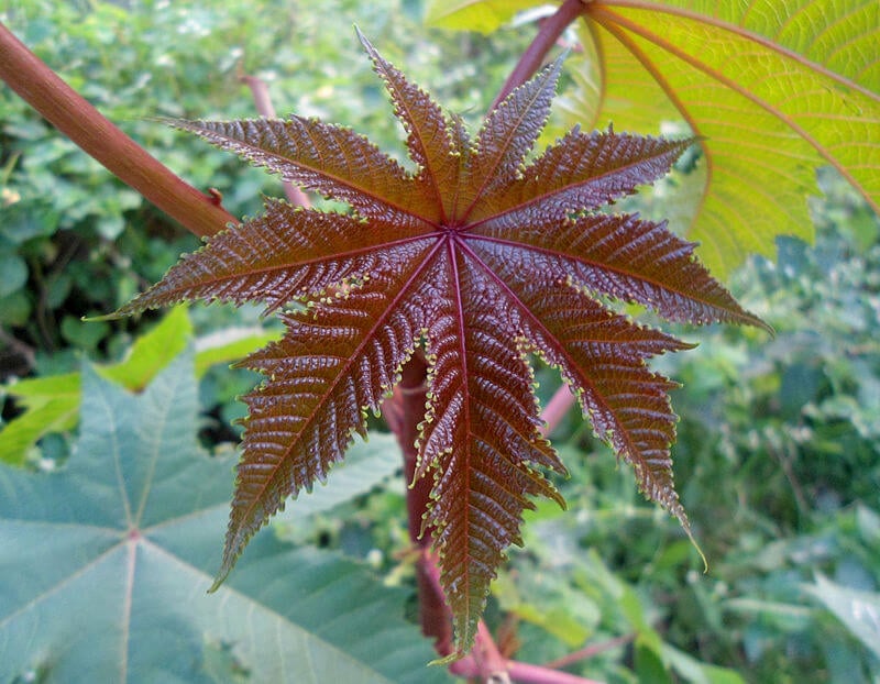 Ricinus communis (castor oil plant)