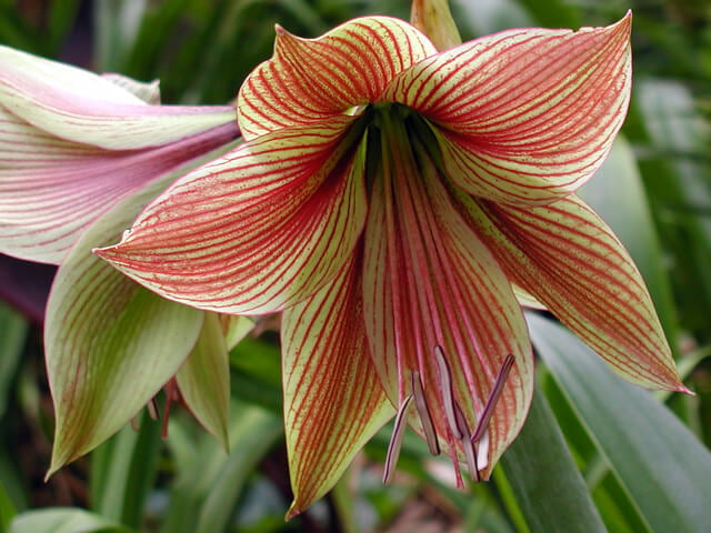 Amaryllis