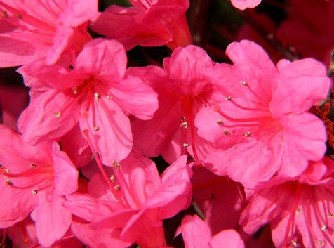 Pink Azalea