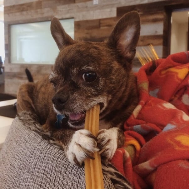 Baxter the Chihuahua Dog Eating a Treat
