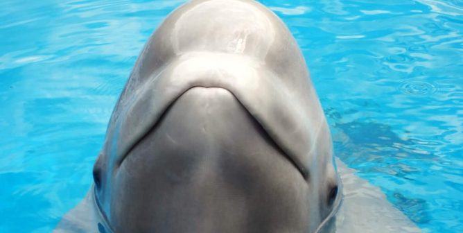 WATCH NOW: A ‘Blackfish’ for Belugas
