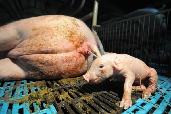 Piglet Birth on a Factory Farm