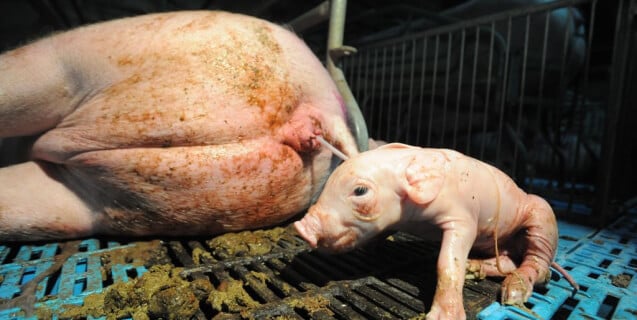 Piglet Birth on a Factory Farm