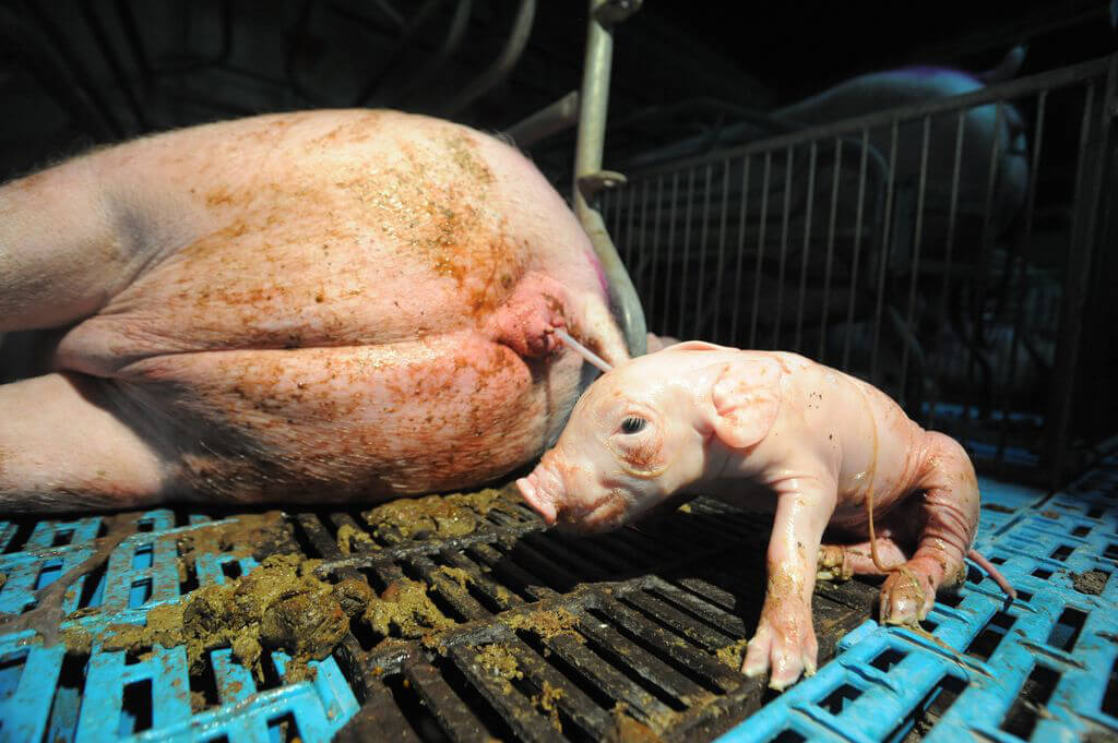 Piglet Birth on a Factory Farm, pigs live