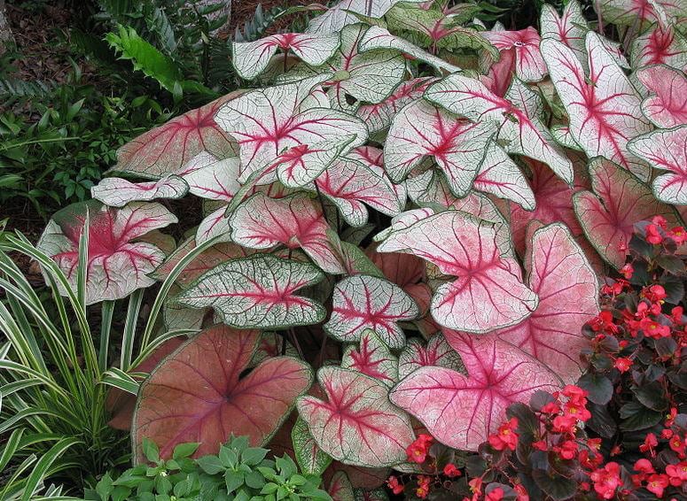 caladium dogs