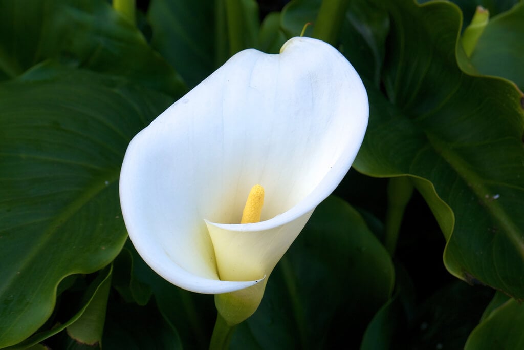 Calla Lily