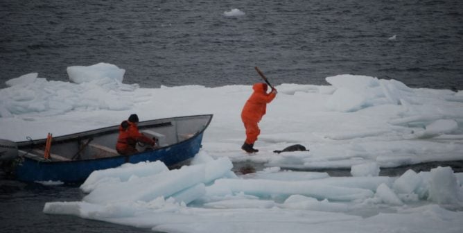 8 Things You Need to Know About Canada’s Seal Slaughter
