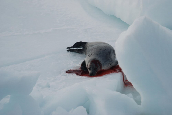 Canadian Seal Slaughter