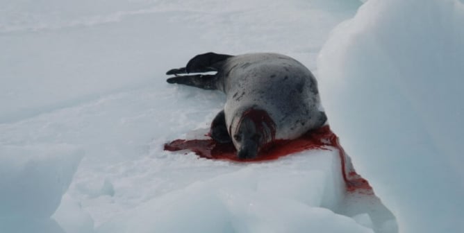 Canadian Seal Slaughter