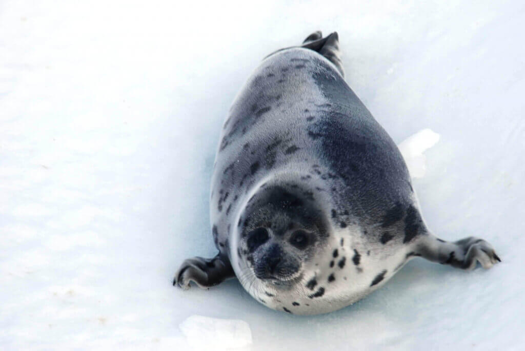 Canadian Seal Slaughter