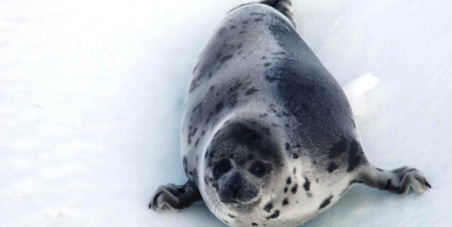 Canadian Seal Slaughter