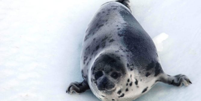 Debate Kit: Should the Commercial Seal Slaughter Be Stopped?