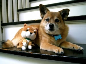 Cute dog on stairs