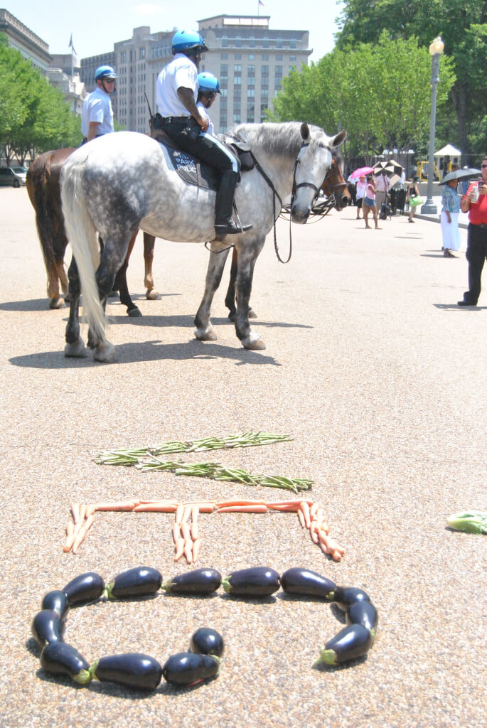 Horse Checks Out White House Eat Your Veggies Day Demo