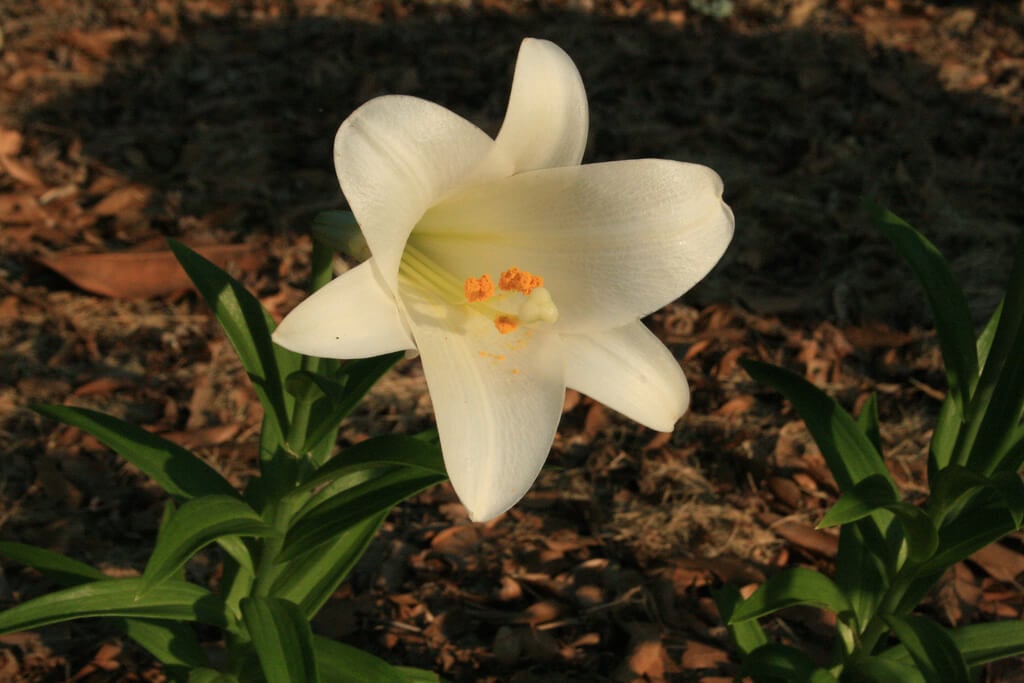 Easter Lily