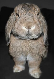 Grumpy Rabbit