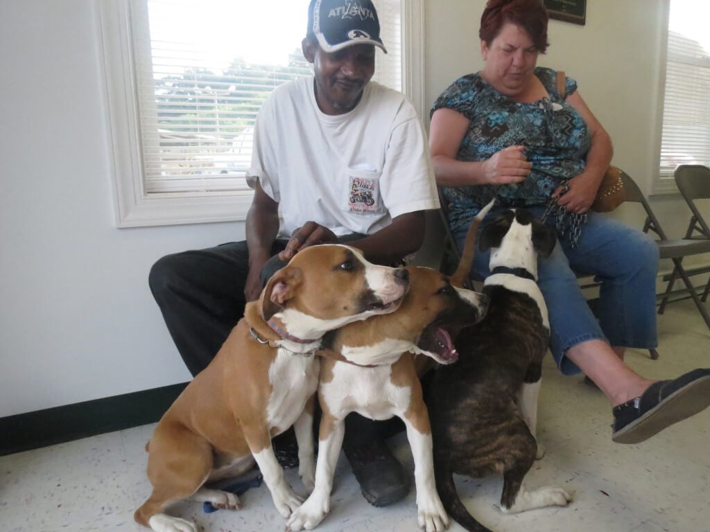 Three Pit Bulls with Owners