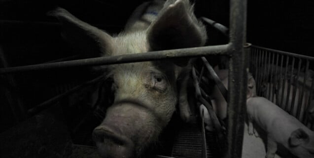 A Sad Mother Pig in a Farrowing Crate on a Factory Farm