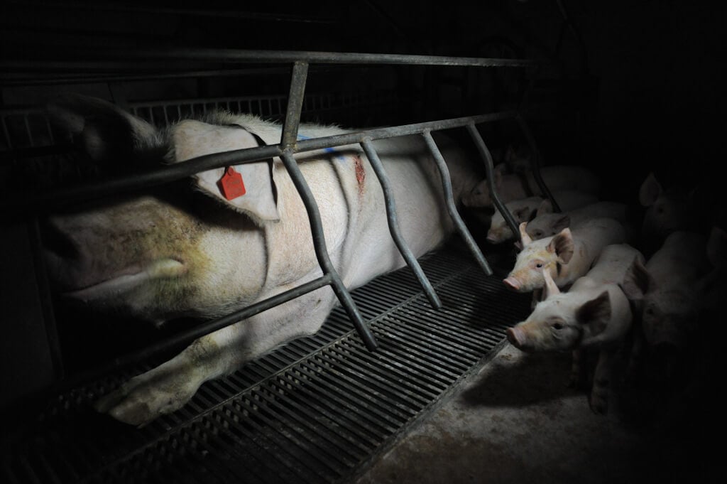 A Mother Pig in a Farrowing Crate on a Factory Farm