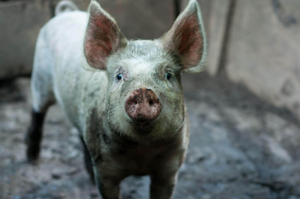 Pig with Dirt on Face