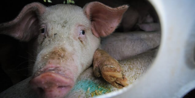 Pig in Truck Arriving at the Slaughterhouse