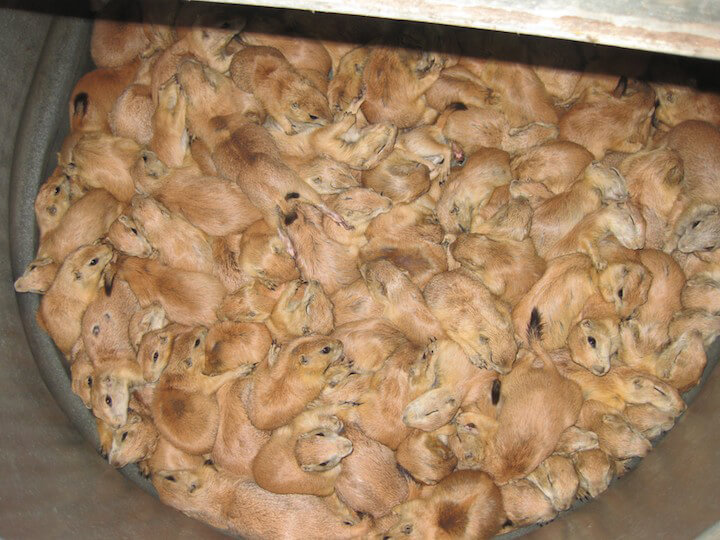 Do You Know How Many Animals Die Before They Reach Pet Stores? (GRAPHIC) | PETA Do You Know How Many Animals Die Before They Reach Pet Stores? (GRAPHIC) | PETA