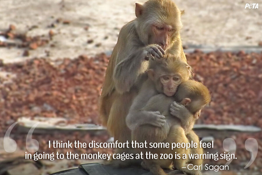 9 Quotes That Will Change What You Think About Zoos PETA 9 Quotes That Will Change What You Think About Zoos PETA