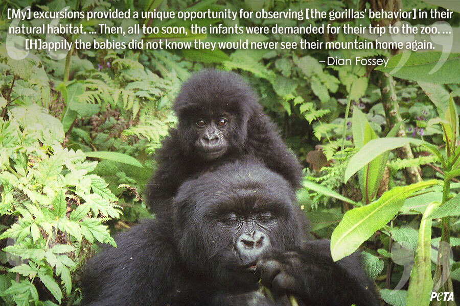9 Quotes That Will Change What You Think About Zoos PETA 9 Quotes That Will Change What You Think About Zoos PETA
