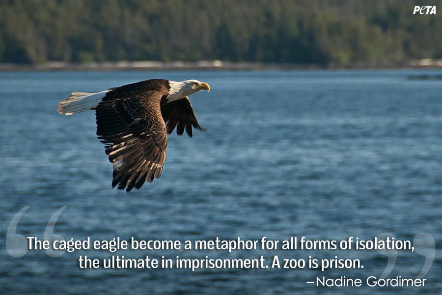 wild animals should not be kept in zoos