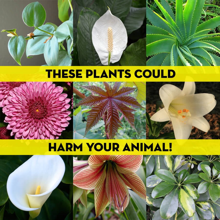 are peace lily plants toxic to cats