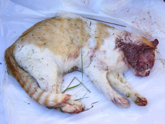 PETA_investigation_kitten_season