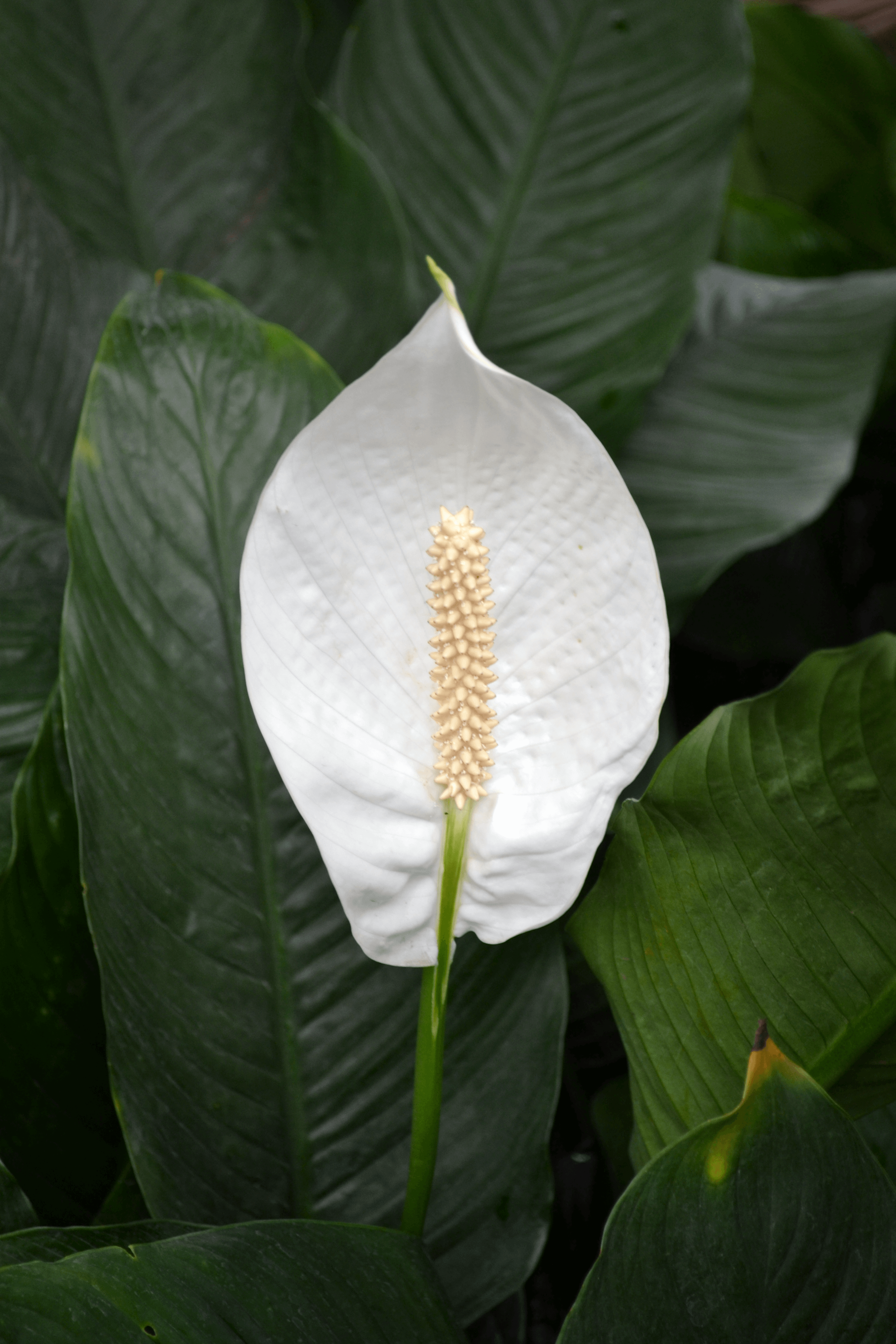 Peace Lily